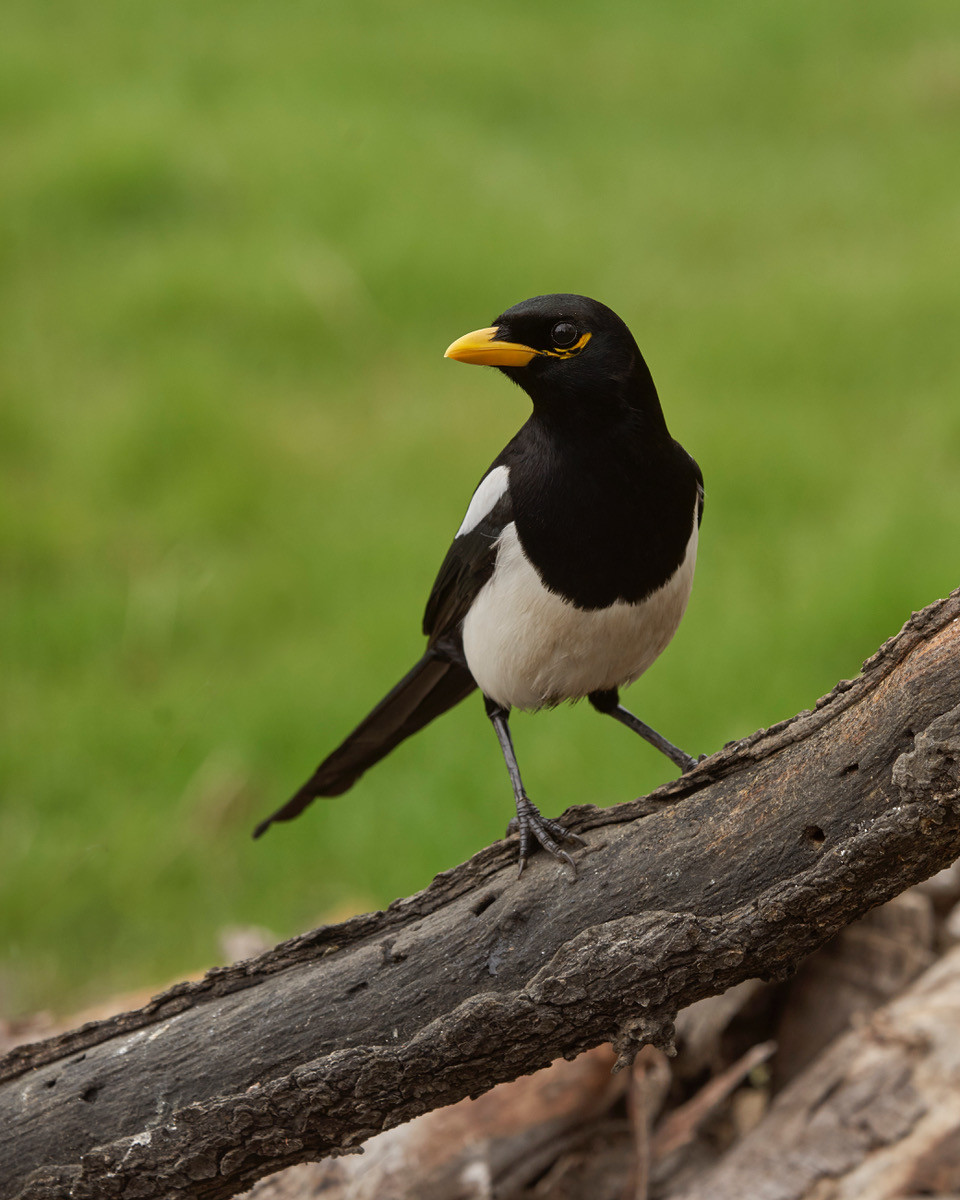 image Yellow-billed Magpie